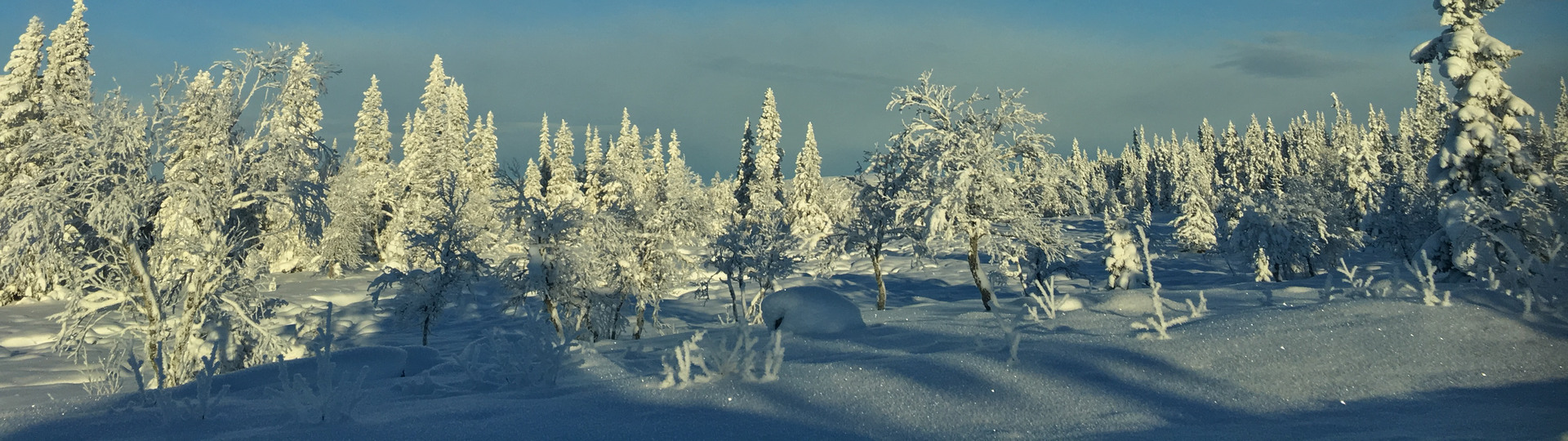 granskog i snö med blå himmel 854 möh